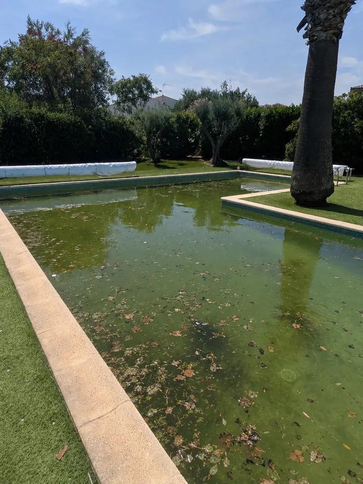 Piscine verte avant nettoyage à Lattes